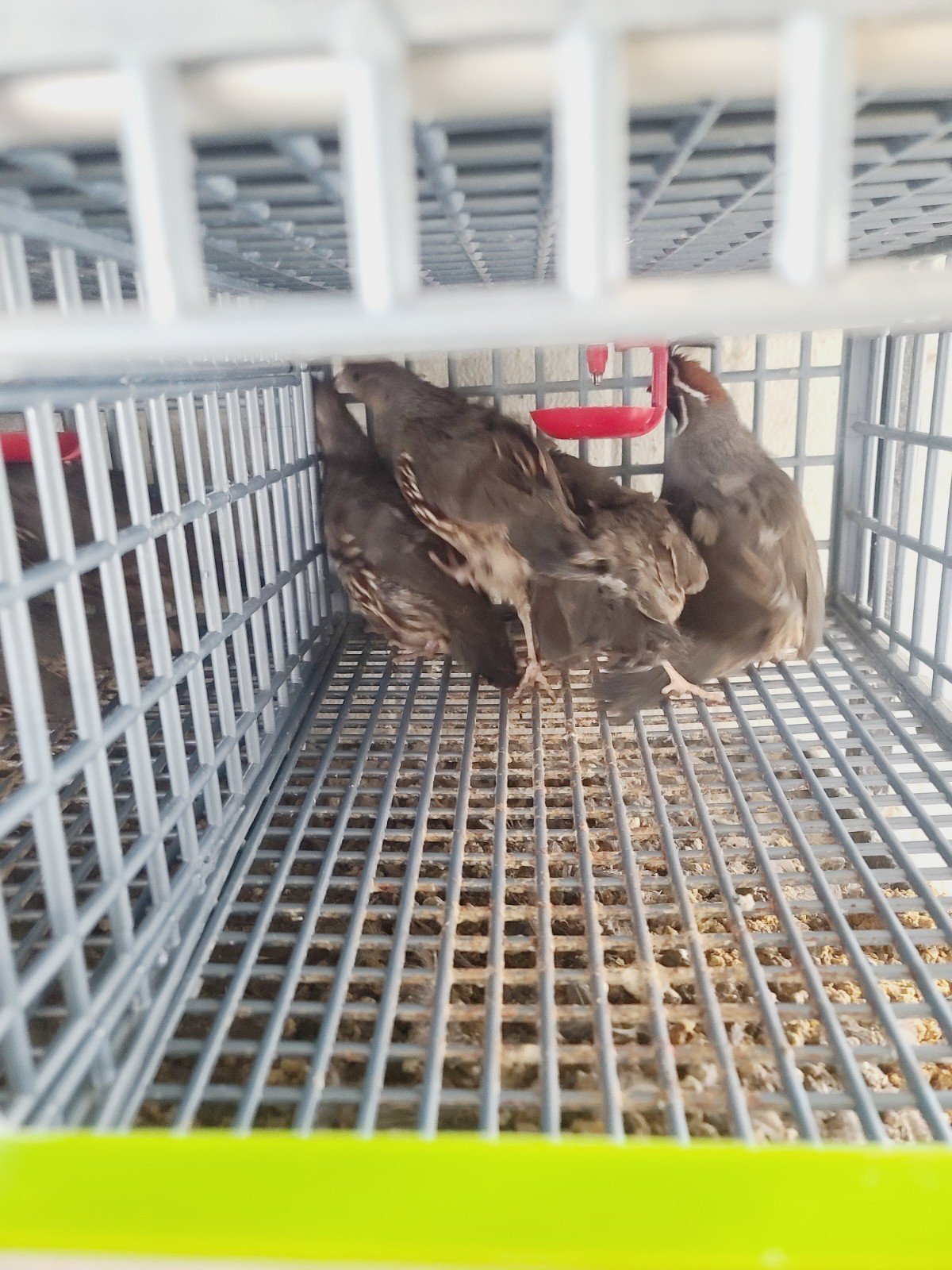 100 Gambel Quail Hatching Eggs