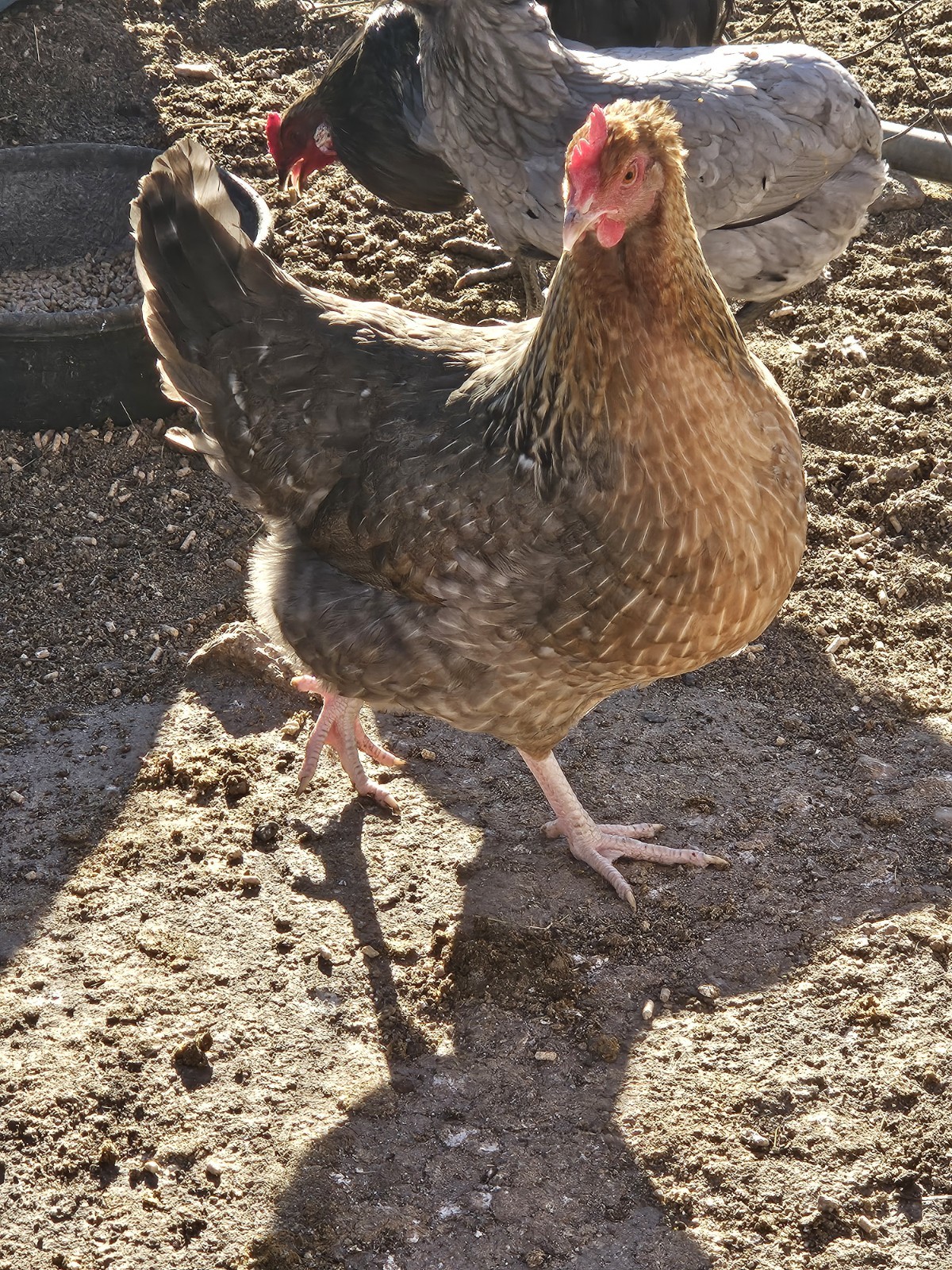 12+ F1 OLIVE EGGERS Hatching Eggs , penedesenca/ Araucana