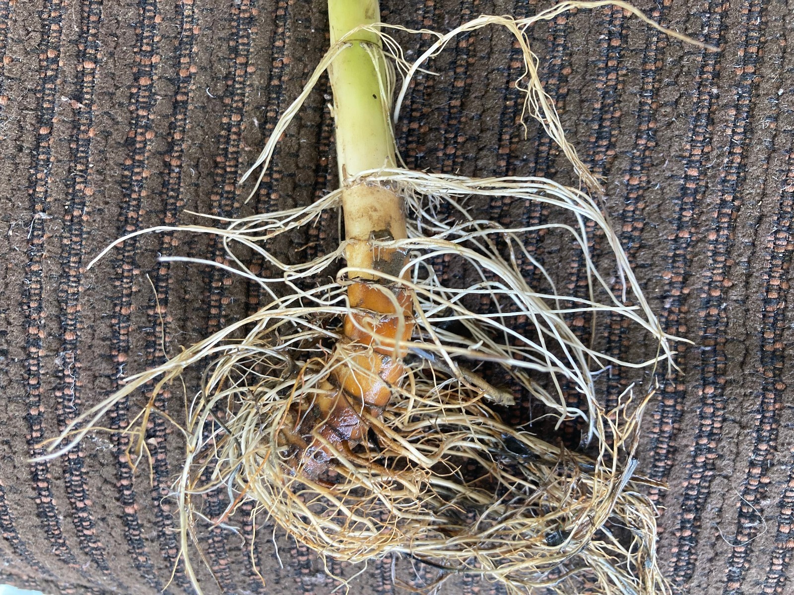 3 Live Lizard Tail Plants | Saururus cernuus ** FREE SHIPPING**