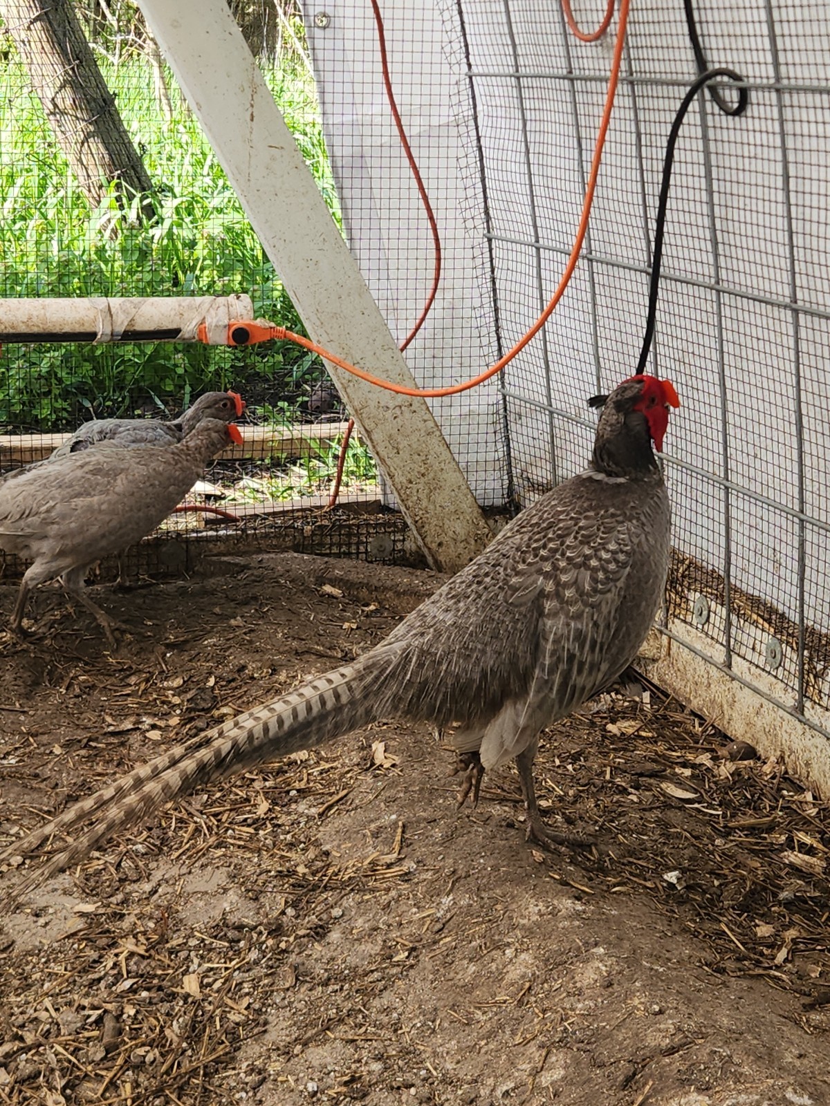 PRE-SALE 6 +1 Abyssinian Blue Pheasant Eggs —READ DESCRIPTION— Shipping Now