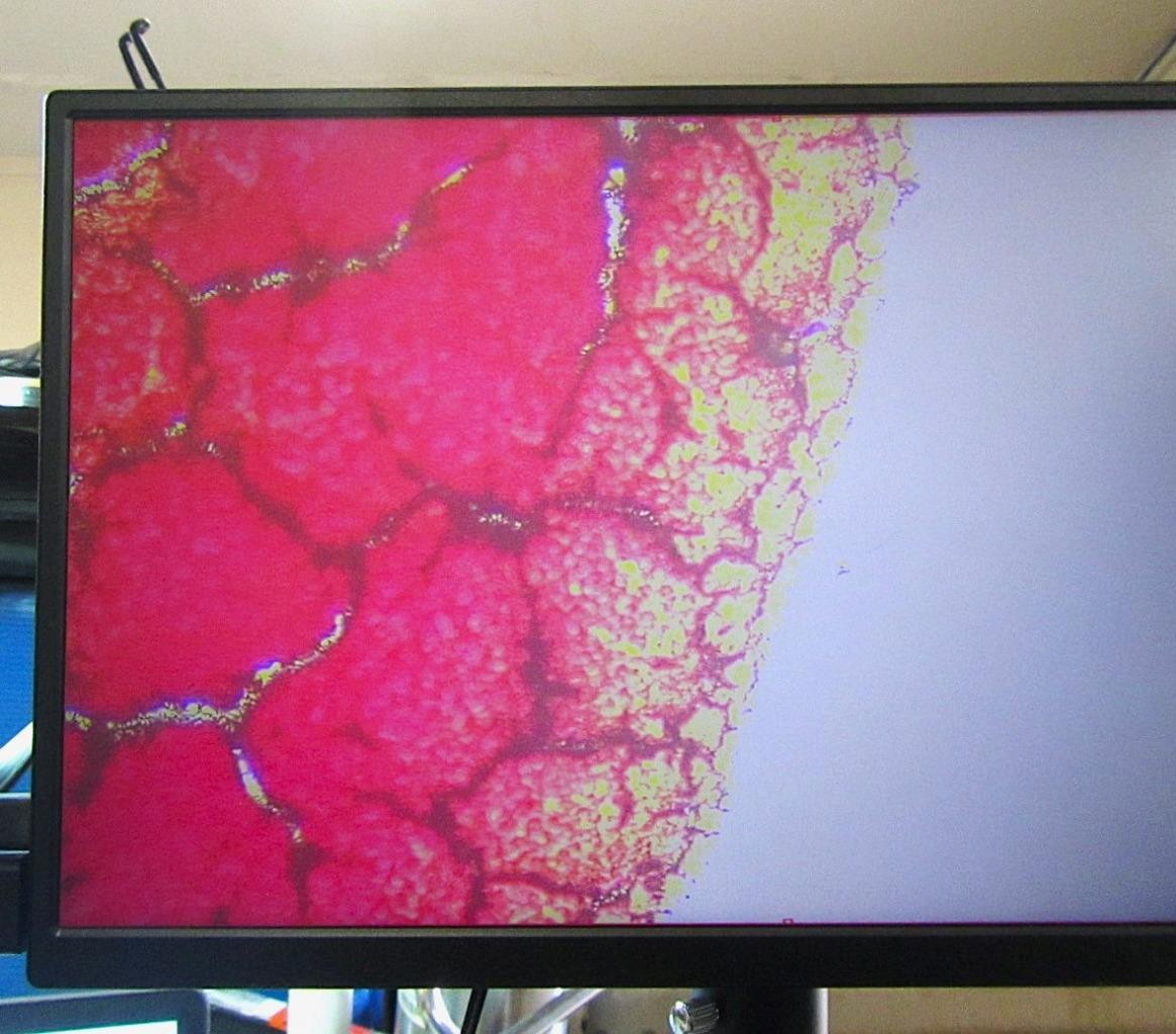 LW Scientific Innovation Digital Video LED & BioVid HD Camera Microscope System