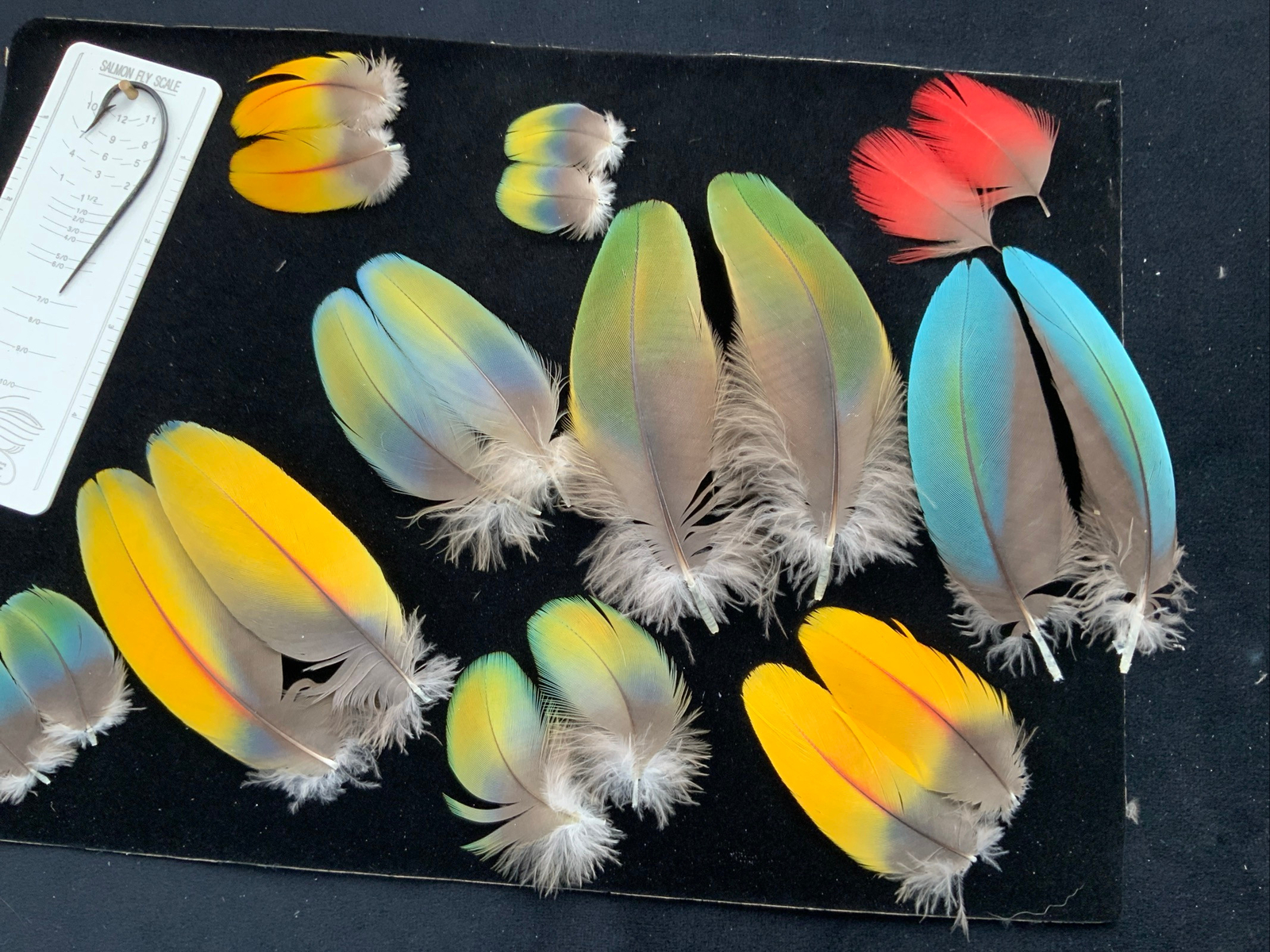 Matched  parrot feathers for  Salmon Flies