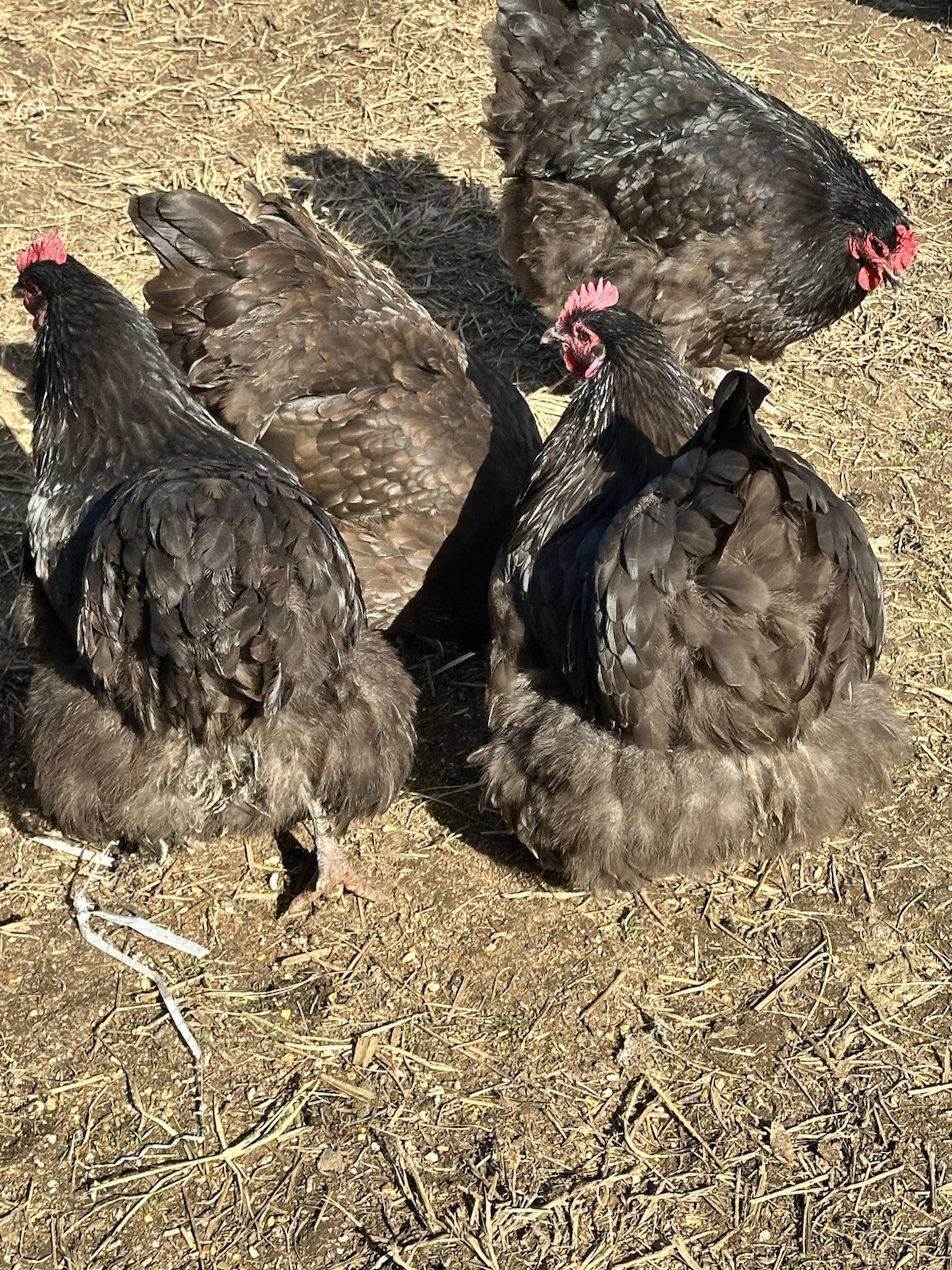 English Chocolate Orpington Hatching Eggs 12+