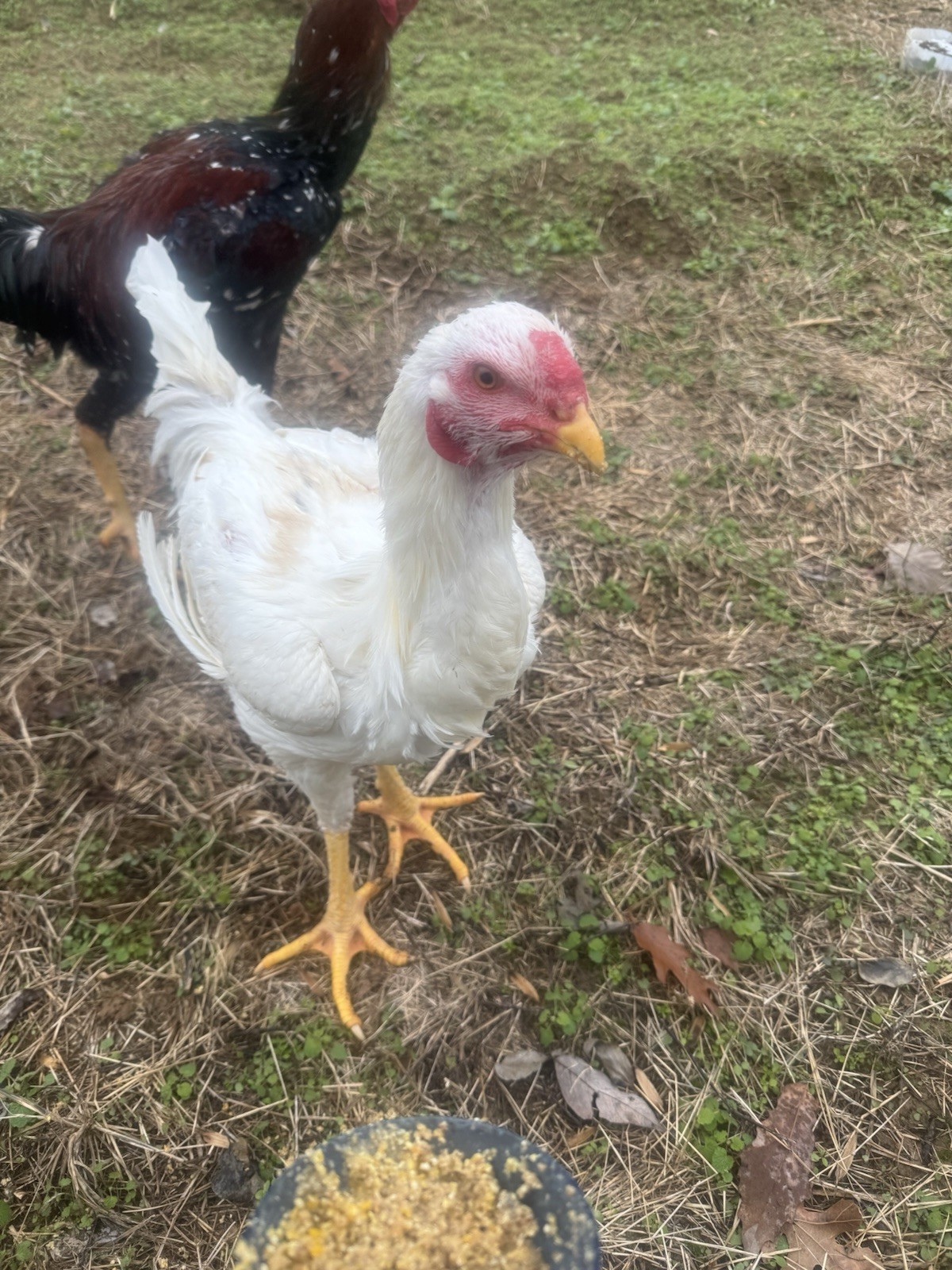 9+3 F1 Indio Gigante Hybrid Hatching Eggs- X Trad Dual Purpose RIR, Jersey more