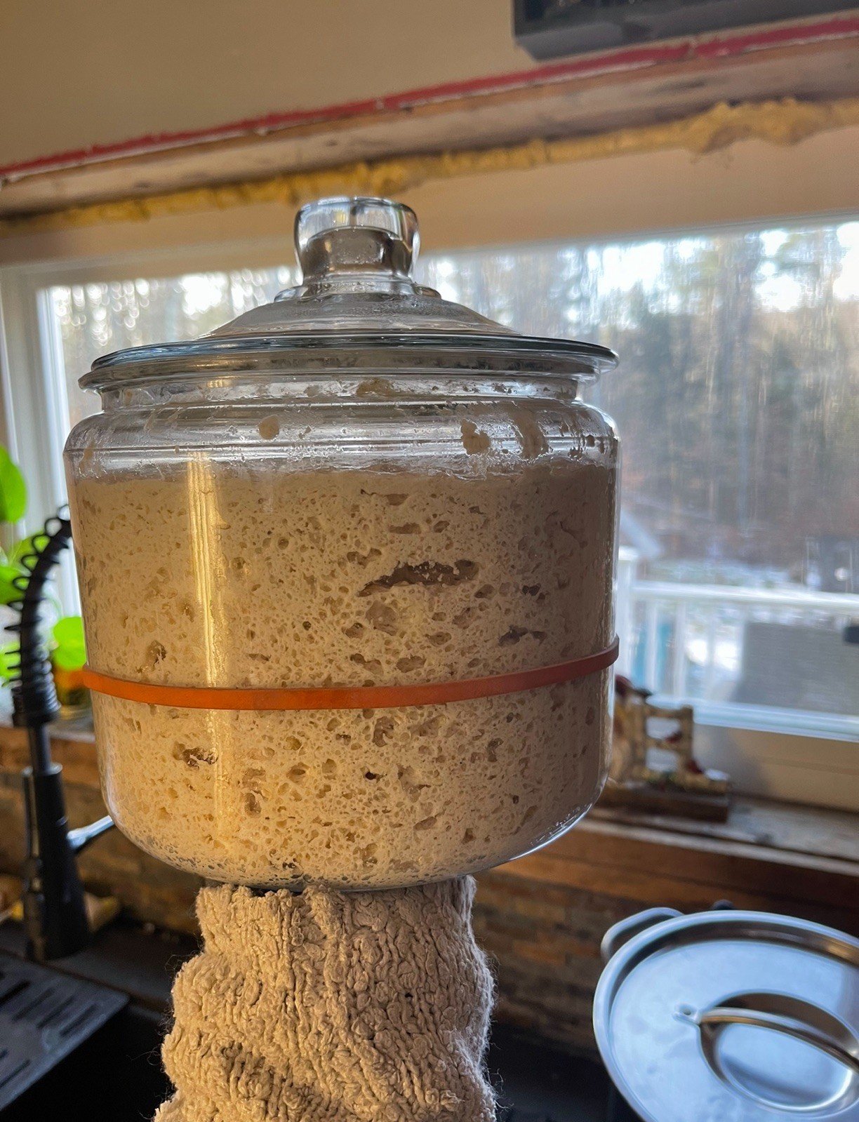dehydrated gluten free sourdough starter