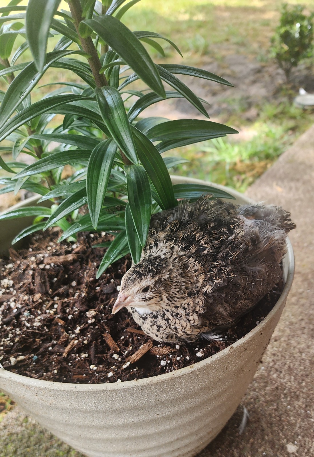 200+10 Celadon Coturnix Quail Hatching Eggs