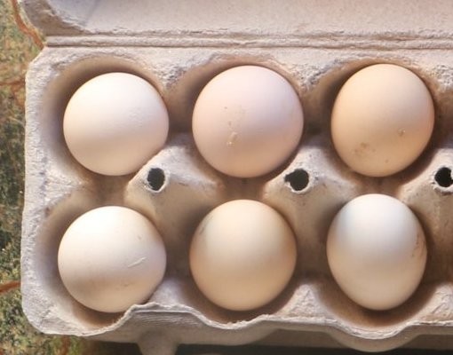 6 Fertilized Silkie Chicken Eggs – Farm Fresh Free Range – Small Batch – Clean