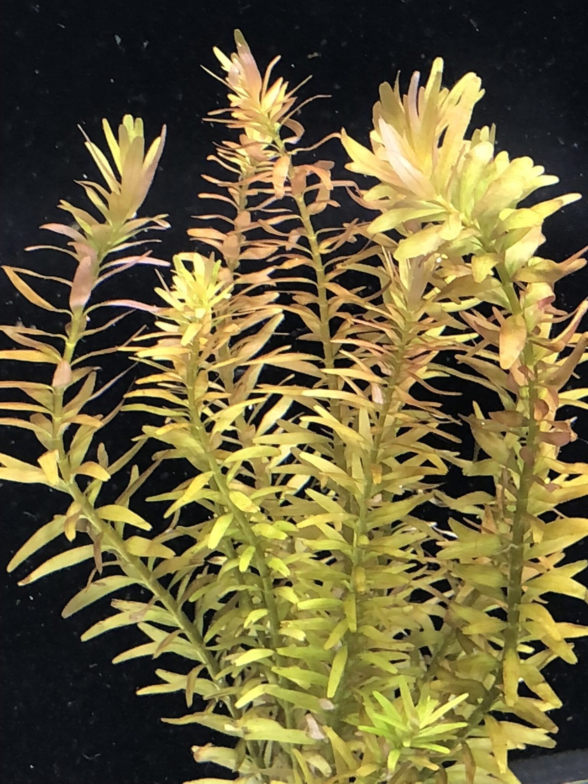 Rotala Indica Live Aquarium Plant