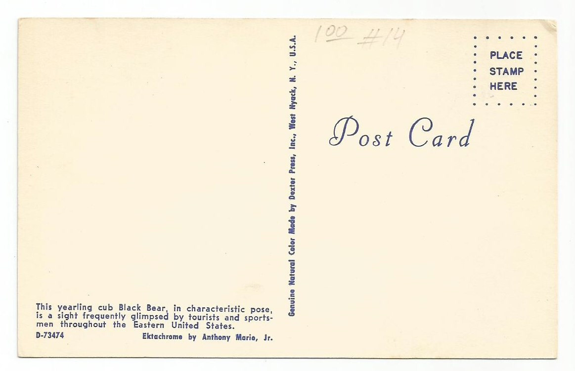 Black Bear Postcards Bears Wildlife