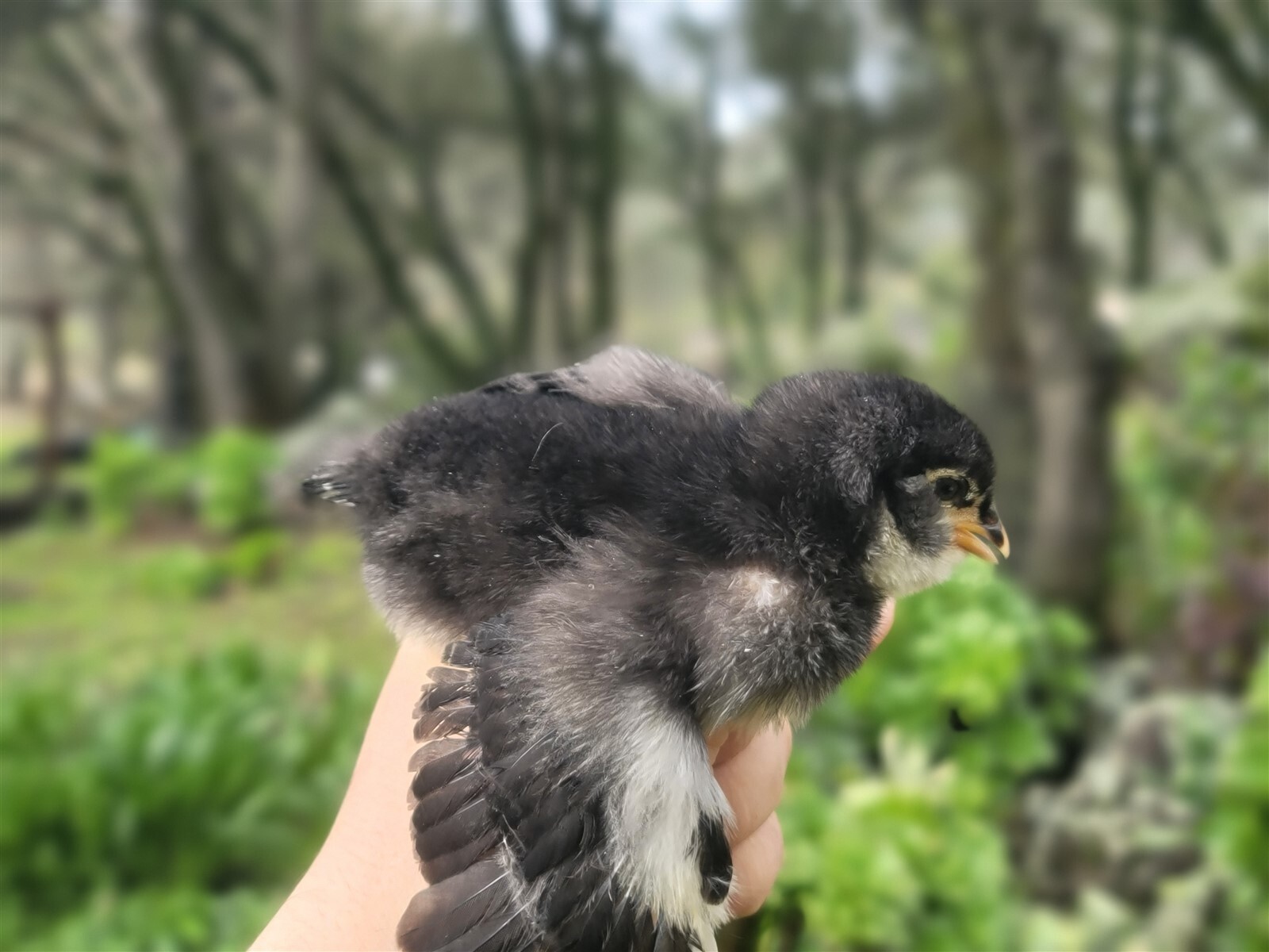 44 Fresh Fertile Chicken Hatching Eggs