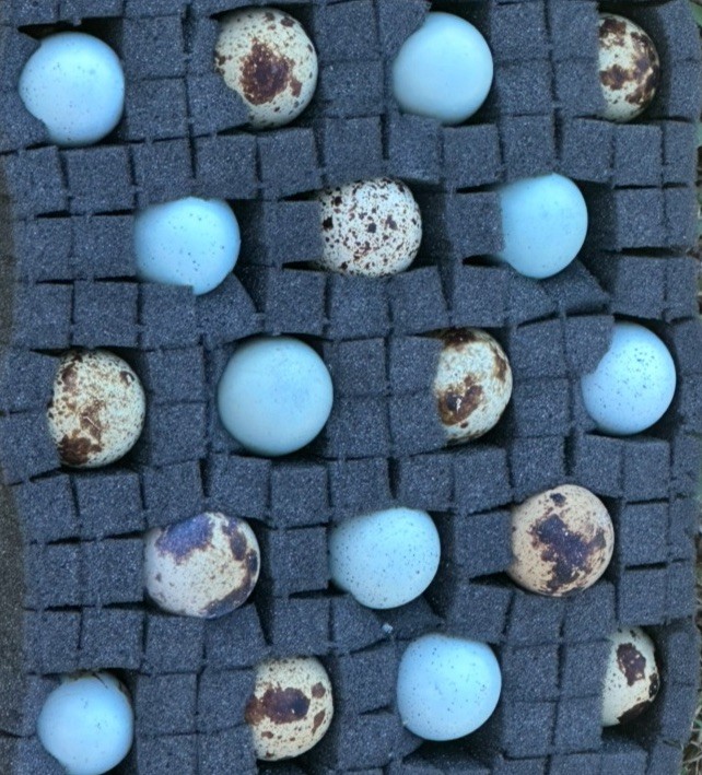(18 Total) 9 Celadon Blue/9 Assorted Coturnix Quail Eggs