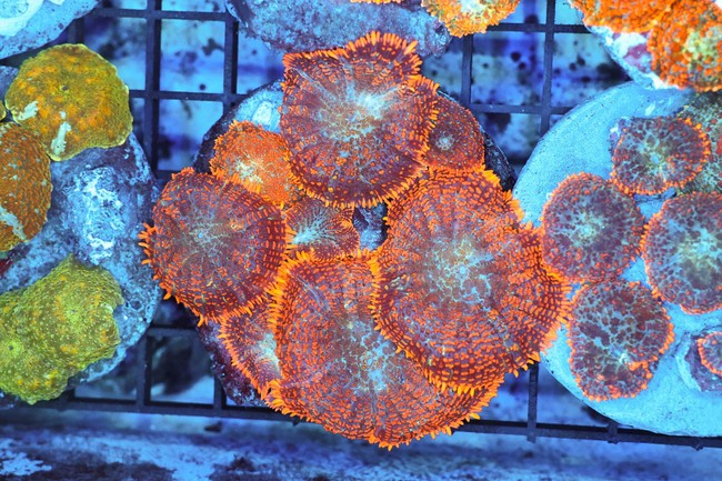 Rhodactis Mushroom Colony WYSIWYG - SAQ Coral Farm