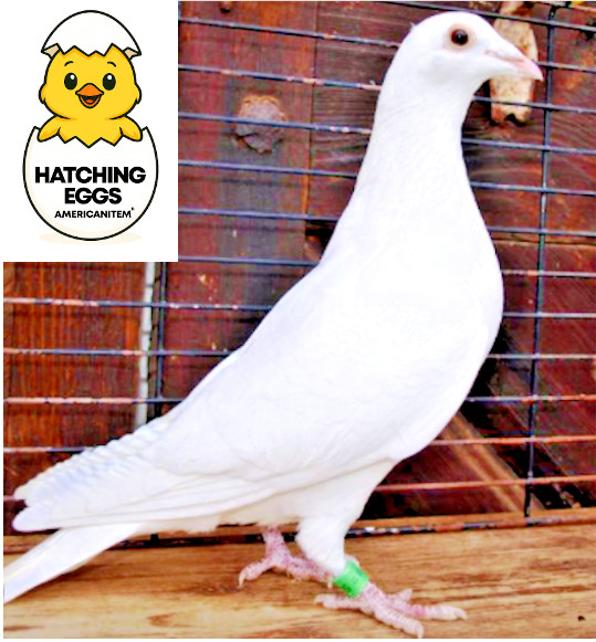 2 FERTILE HOMER HOMERS HATCHING EGGS RACING WHITE HOMING PIGEON CH BLOODLINES