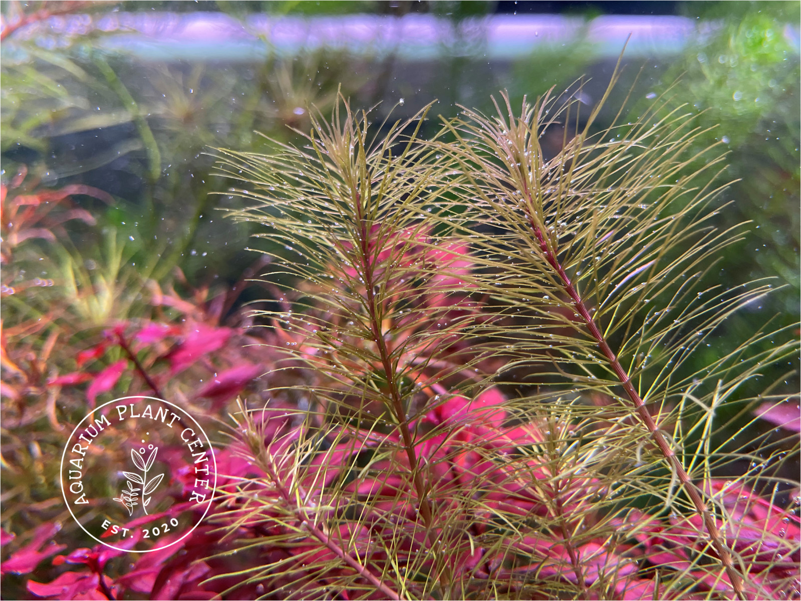 Rotala Vietnam,Live Aquarium/Aquatic/Background/Red Plant,Planted Tank,Aquascape