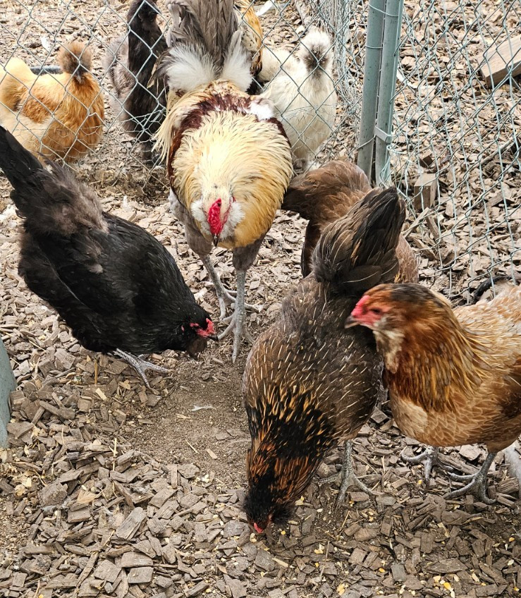 12 Easter Egger hatching eggs