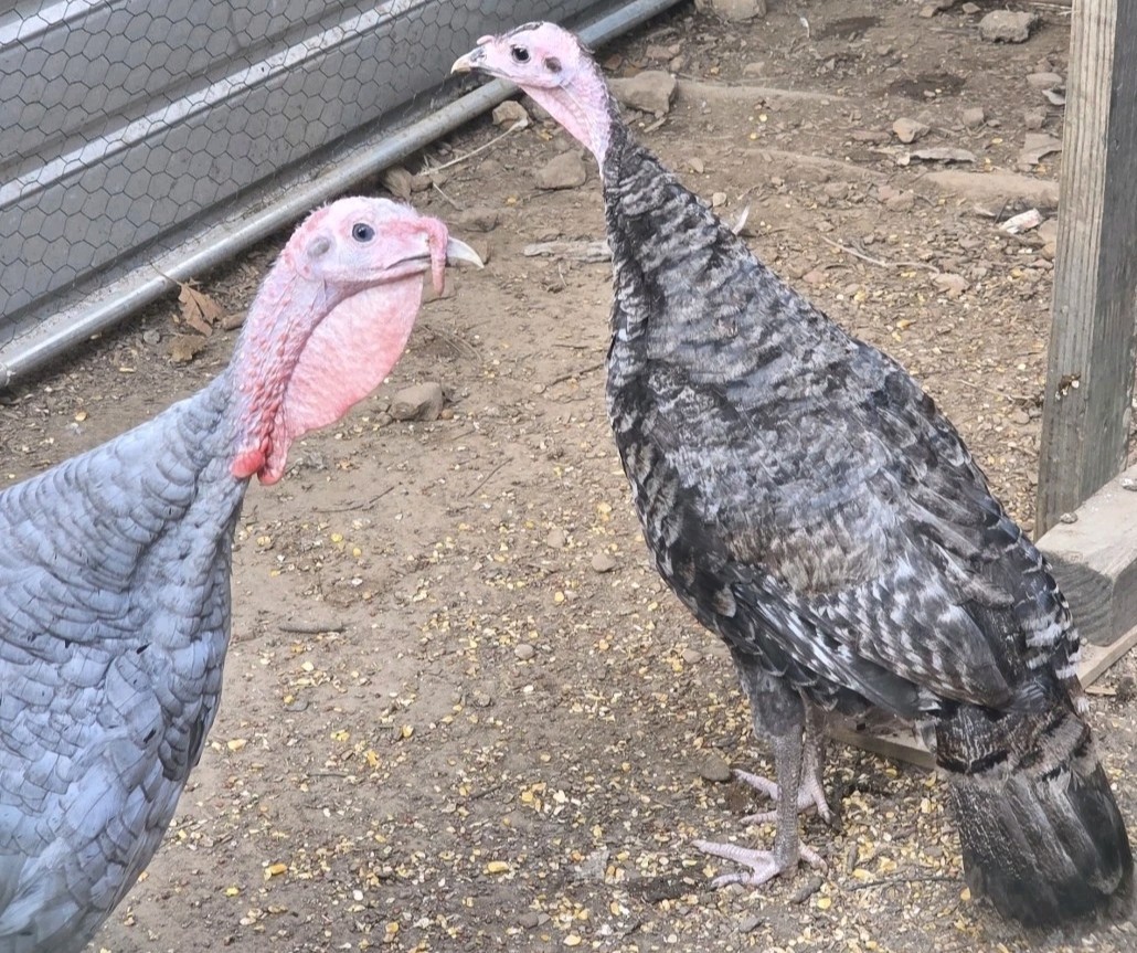 Surprise Hatching Eggs. Rare Breeds Full Blooded 12 Eggs.
