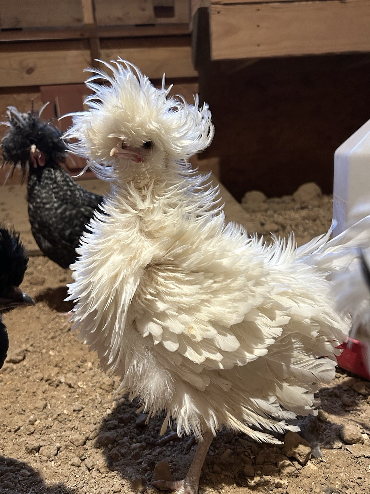 Fertile Polish Hatching Eggs +6