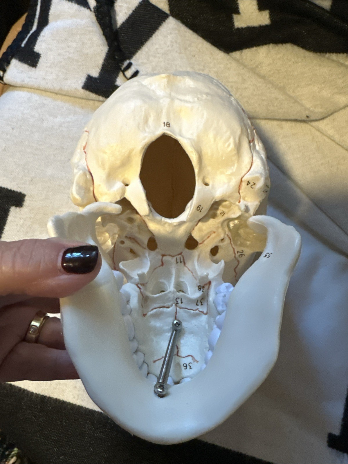 Human Skull Model
