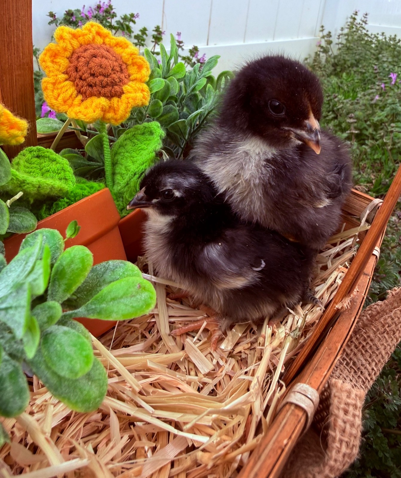 NPIP 12+ black copper maran eggs (6-8 range)
