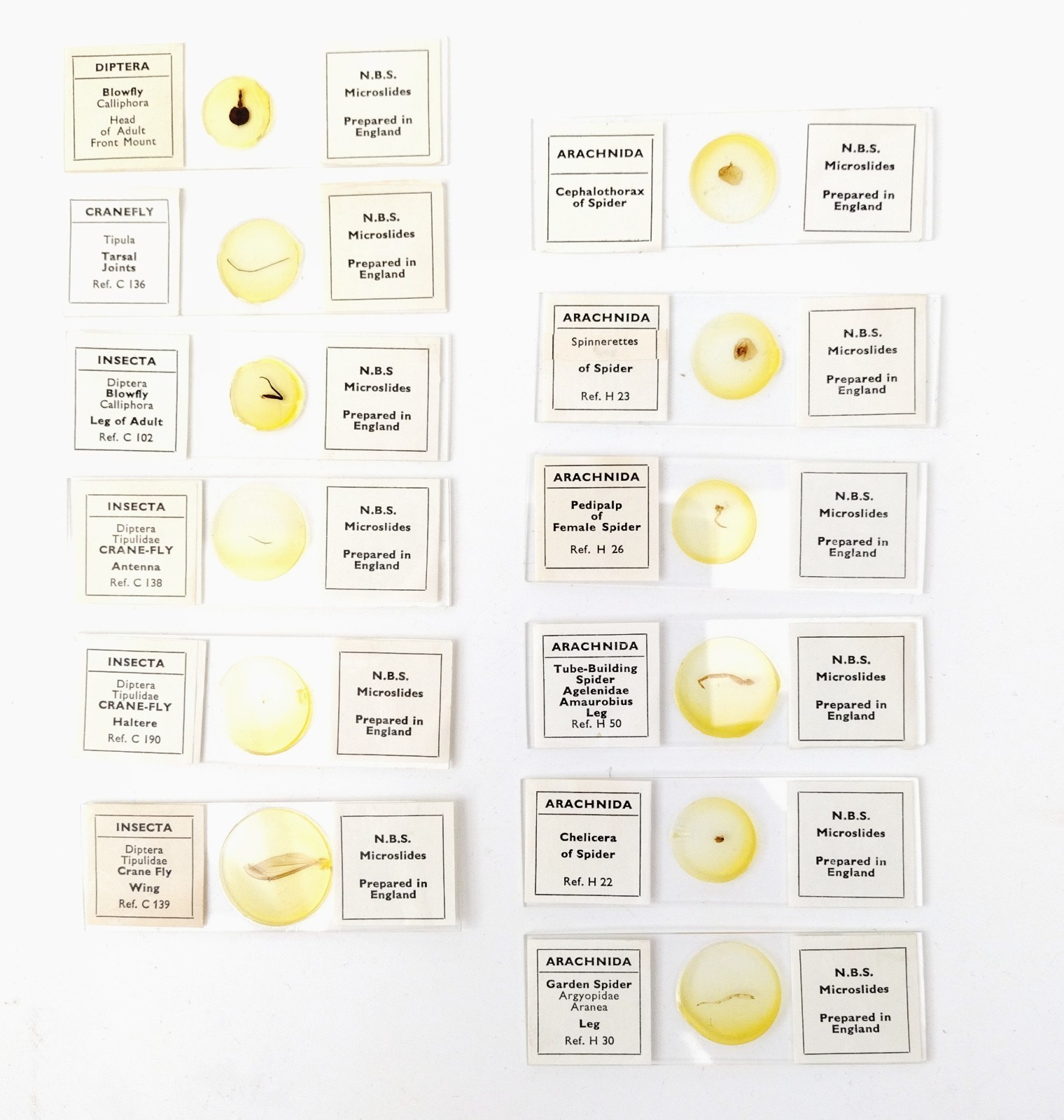 Microscope slides: petrology, histology, entomology etc