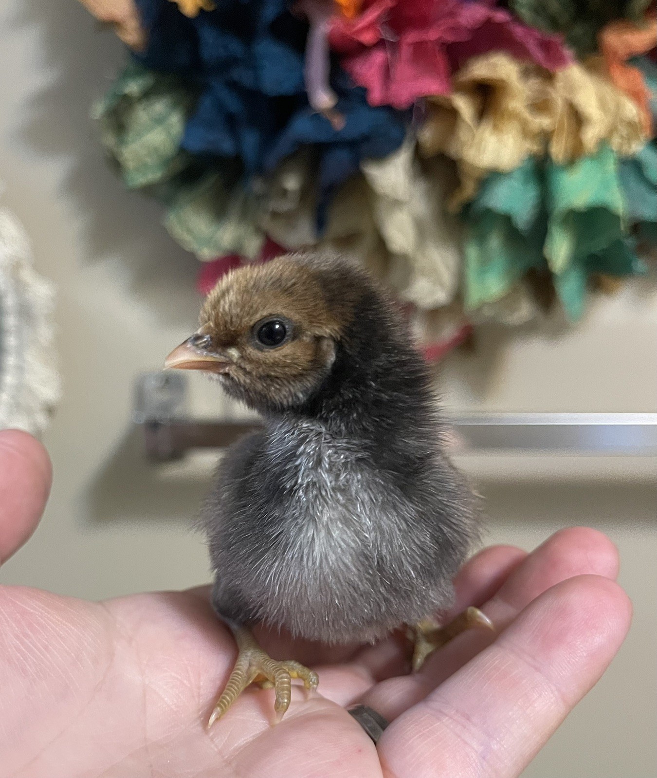 Silkie and Serama Party Mix Hatching Eggs Chicken Hatching 8+