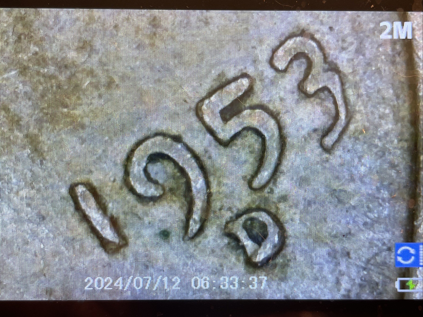 1953-D Lincoln Cent, Date Error