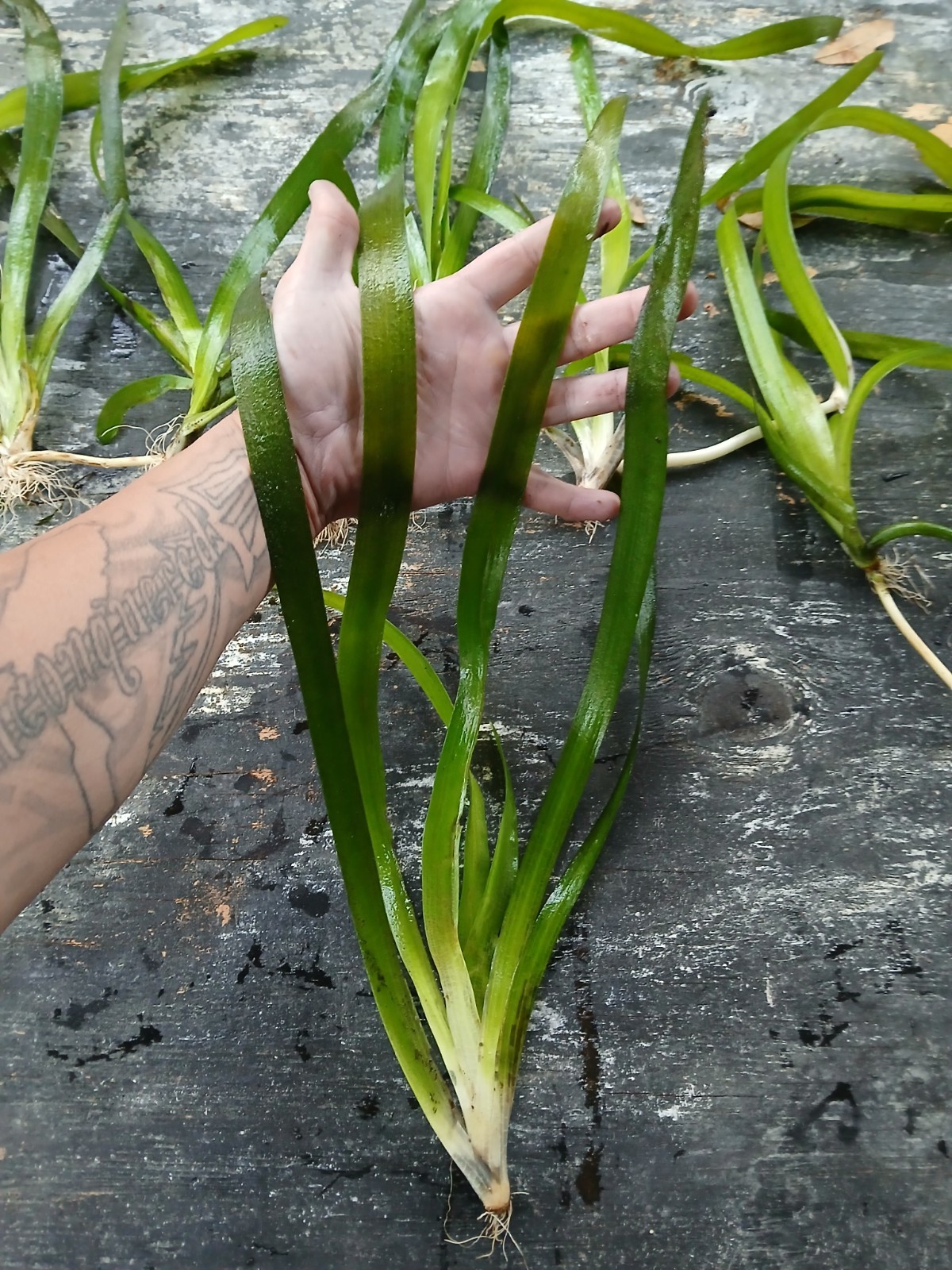 6 Valisnaria (Vals) Spiralis Italian Live Aquarium Plants BUY 2 GET 1 FREE