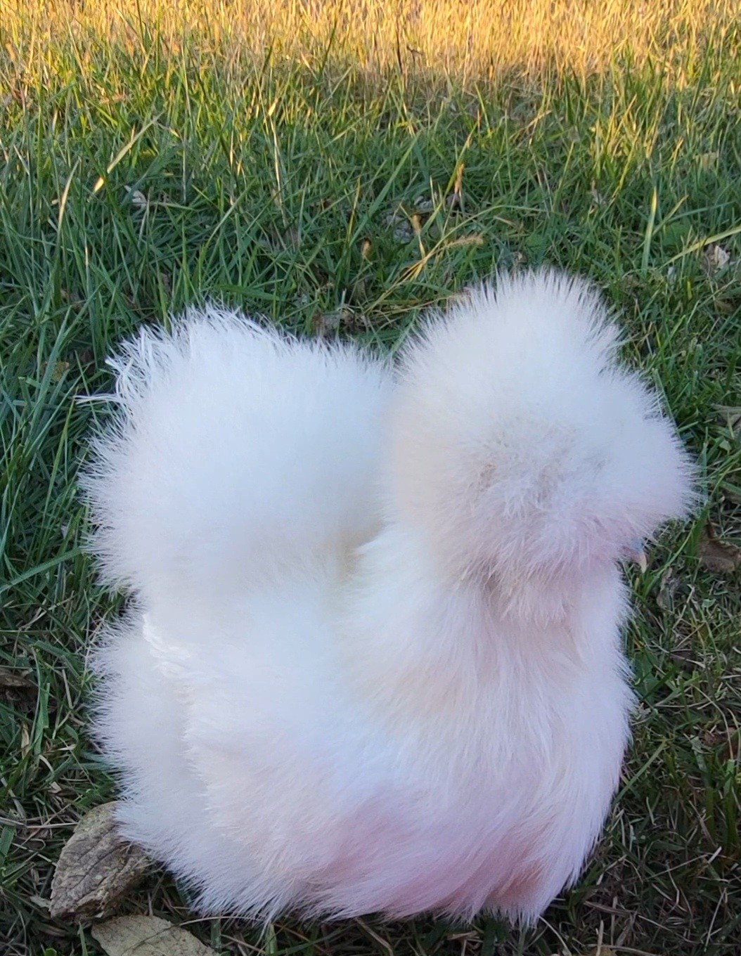 8 SOP Silkie Chicken Hatching Eggs Parents In Pics
