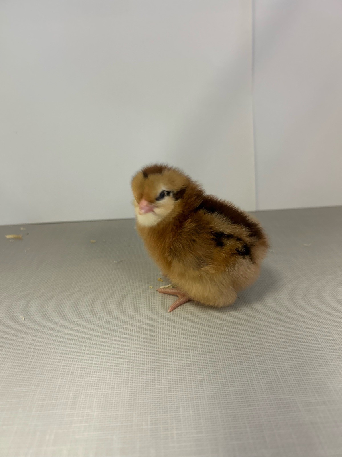 6+ Easter Egger Hatching Eggs Great For Rainbow Baskets!