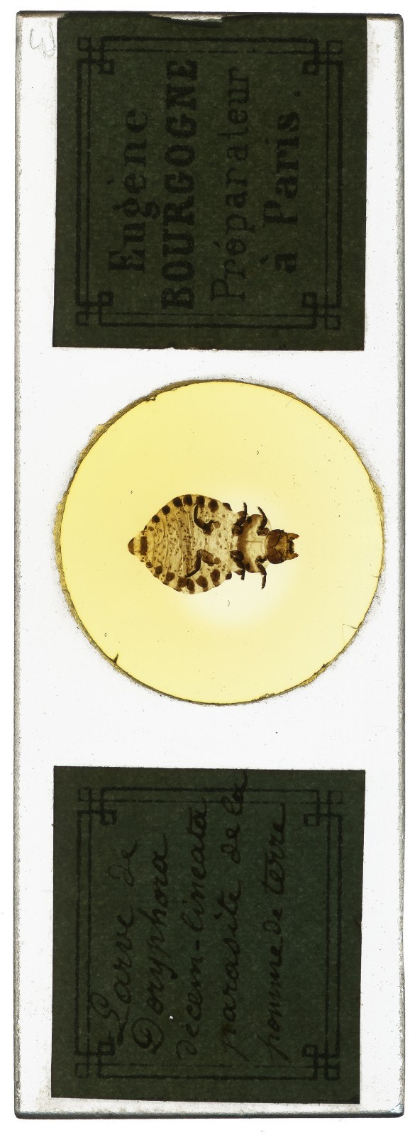 Antique Microscope Slide E. Bourgogne - Large Louse - Insect, Science