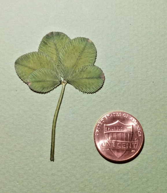 Rare 5 leaf clover - dried, and pressed - Trifolium repens, Lucky item #9