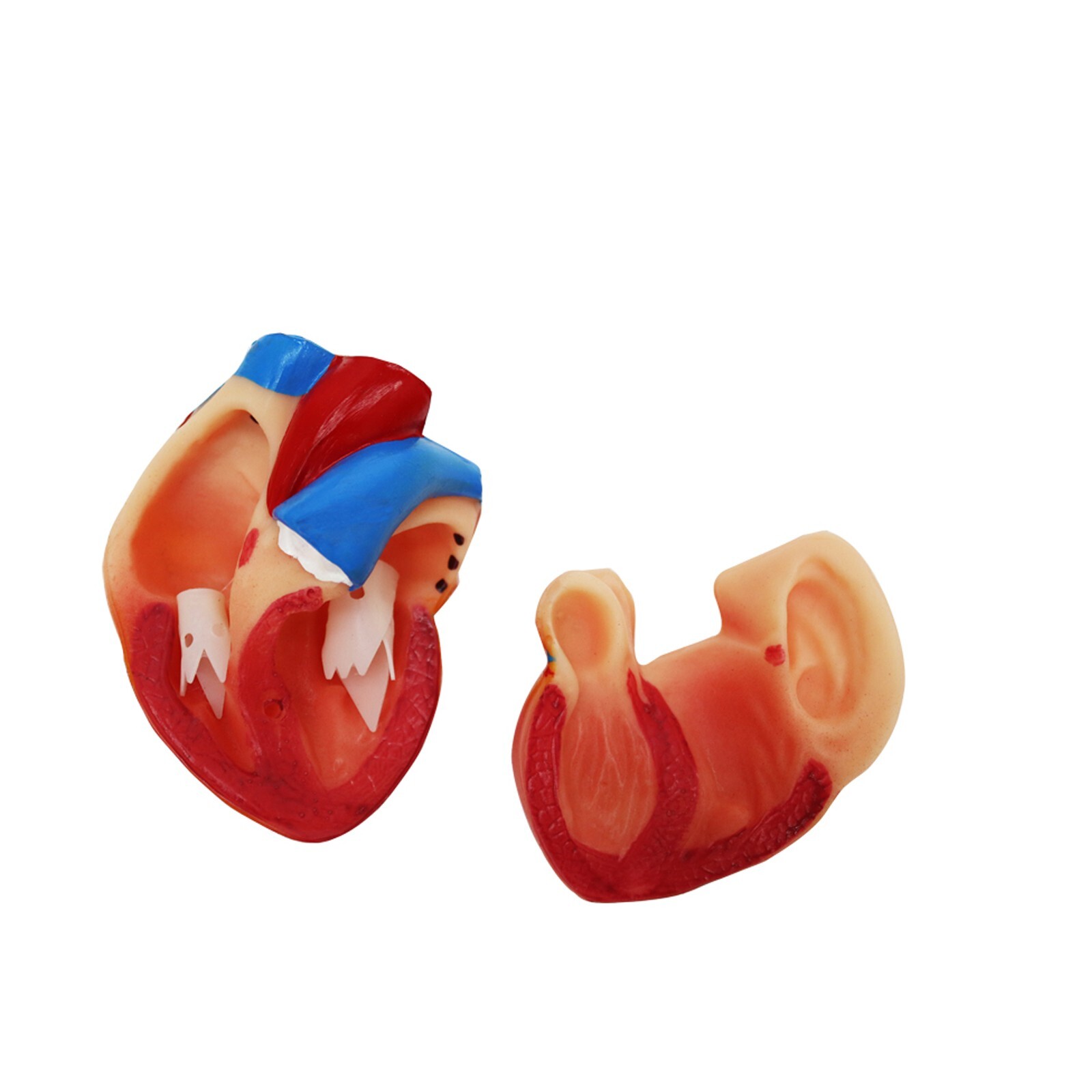 Human Torso Model Replaceable Detachable Female/Male Medical Teaching Model