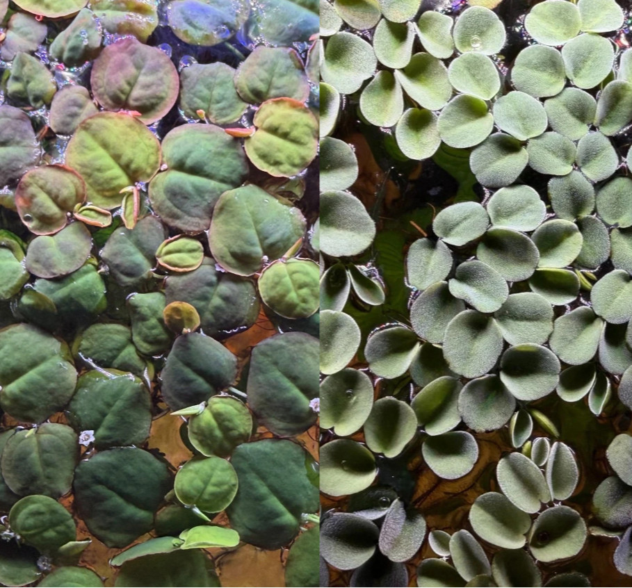 30+ leaves red root floaters, 40+ leaves Salvinia cucullata
