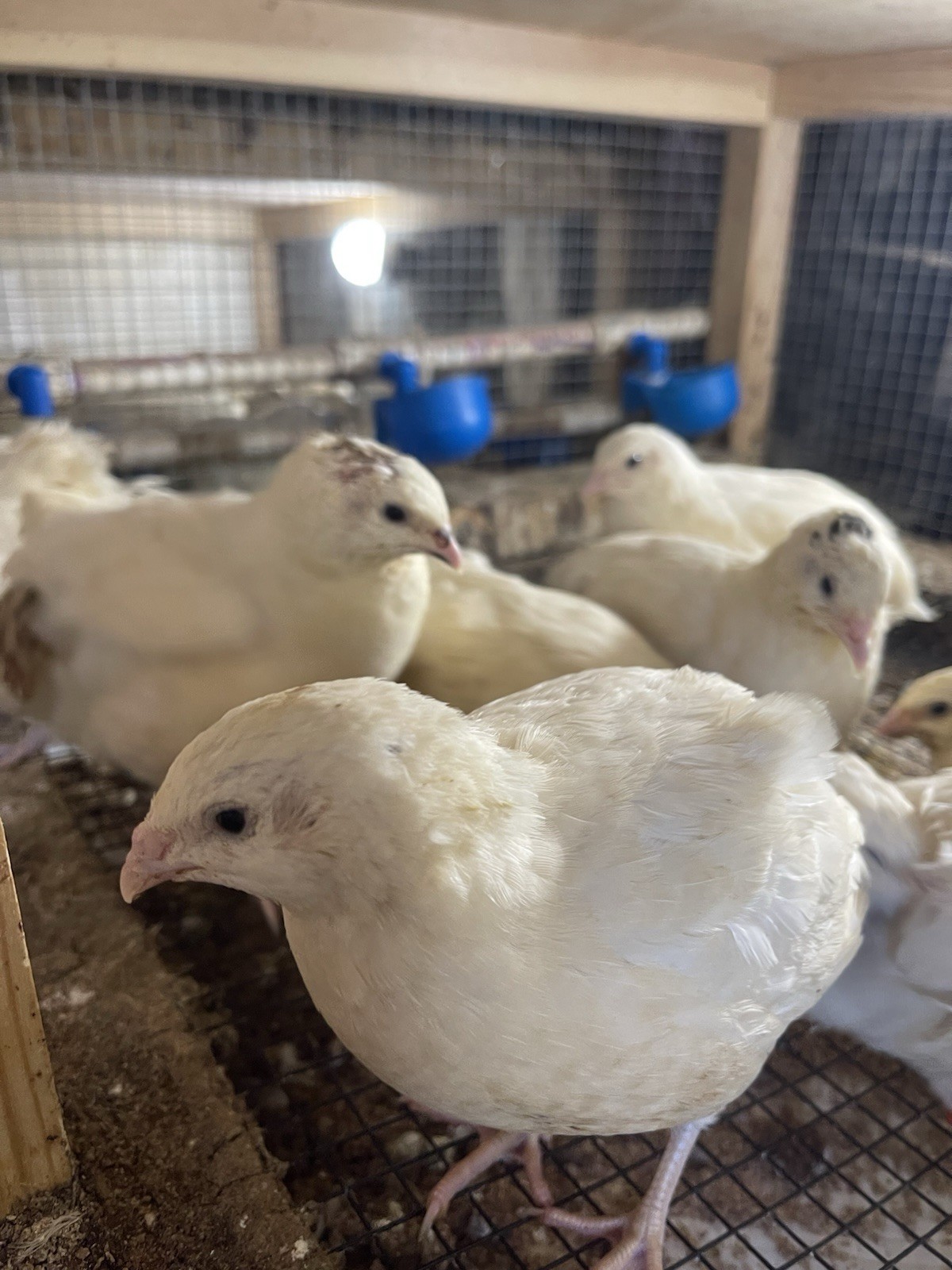 35++ Fertile Jumbo Wild White Coturnix Quail Hatching Eggs