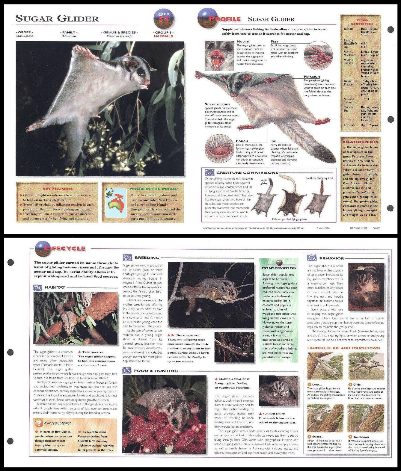 Fold-Out Sheet - Sugar Glider - 54