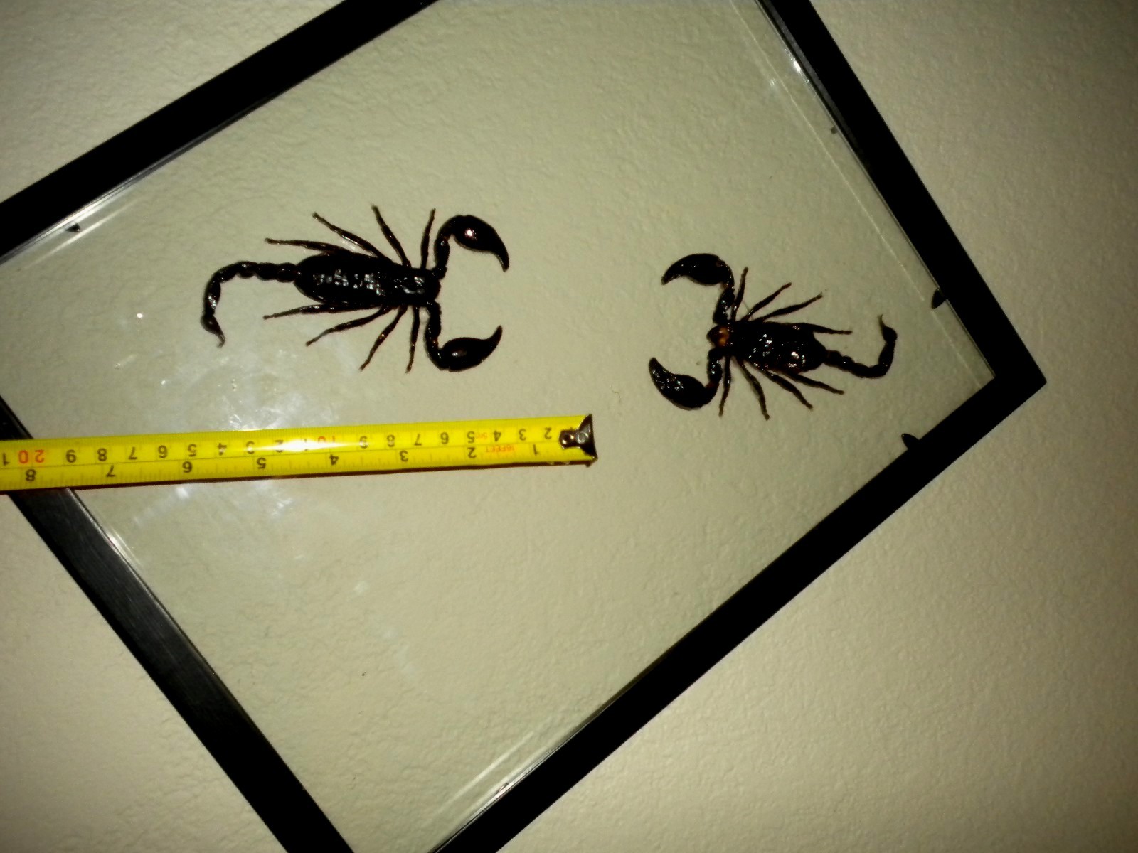 SCORPIONS AS ART:  Science, Laboratory, or Teaching "Real" Specimens. MINT COND!