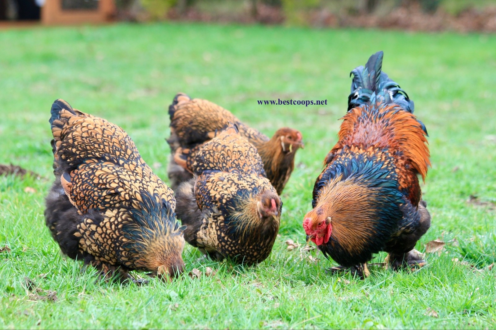 10+ Gold Laced Brahma Fertile Chicken Hatching Eggs Gentle Large Breed