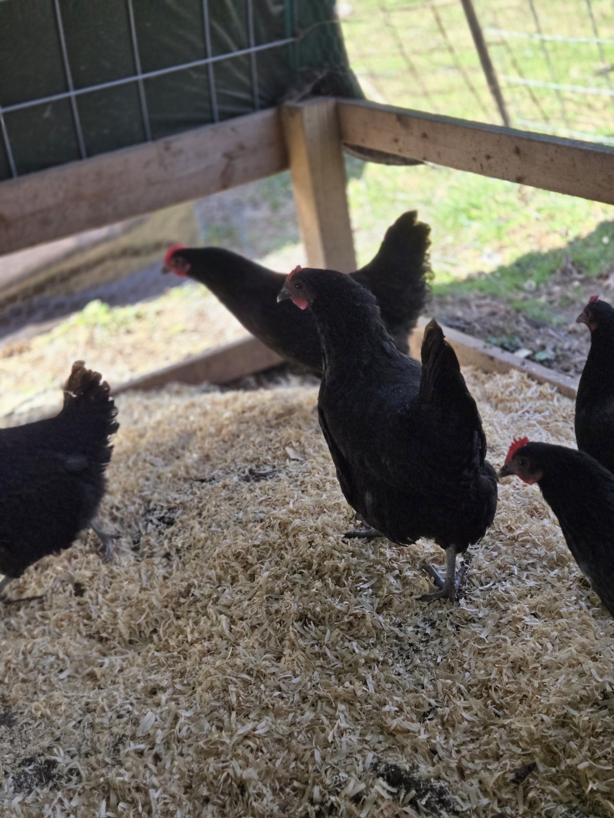 Black Australorp Purebred Chicken Hatching Eggs 6 Plus 2 Extra