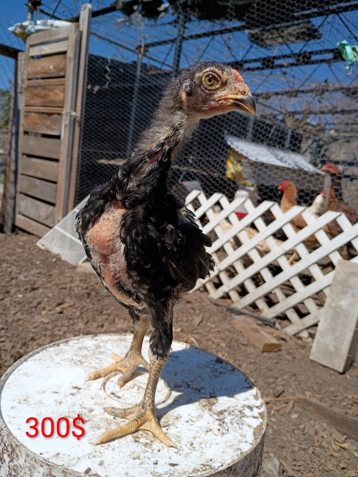 6 Rare Heritage Chicken Hatching Eggs –D0N- Gan0i-Cold Season Sale