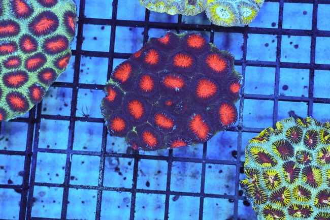 Darth Maul Favia WYSIWYG - SAQ Coral Farm
