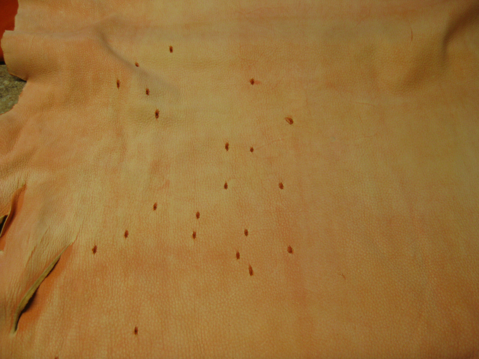 Buffed Deer Leather # 0008662 ROW 3