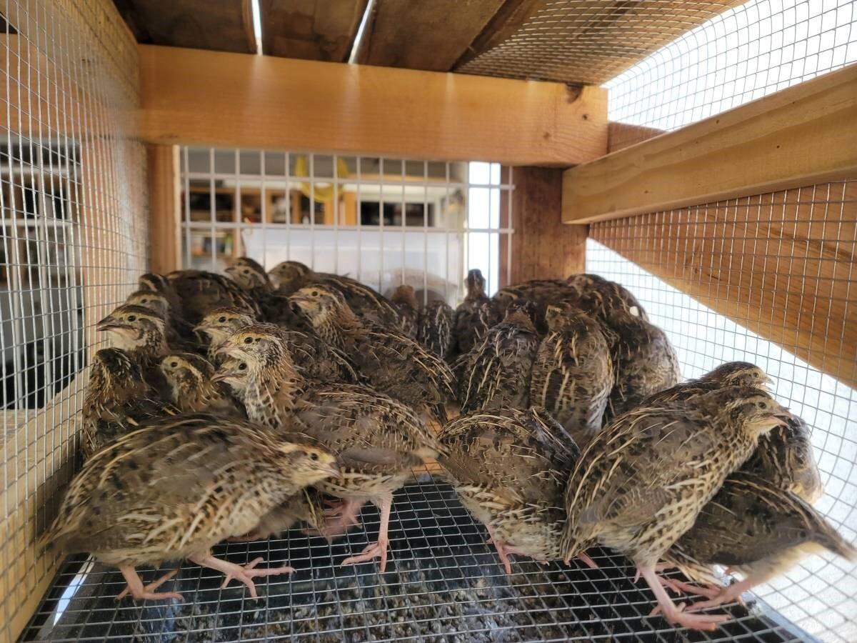 24 Fertile Coturnix Quail Hatching Eggs