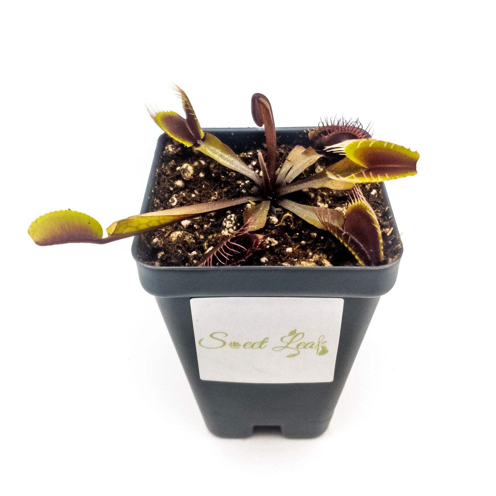 Akai Ryu (Red Dragon) Venus Fly Trap