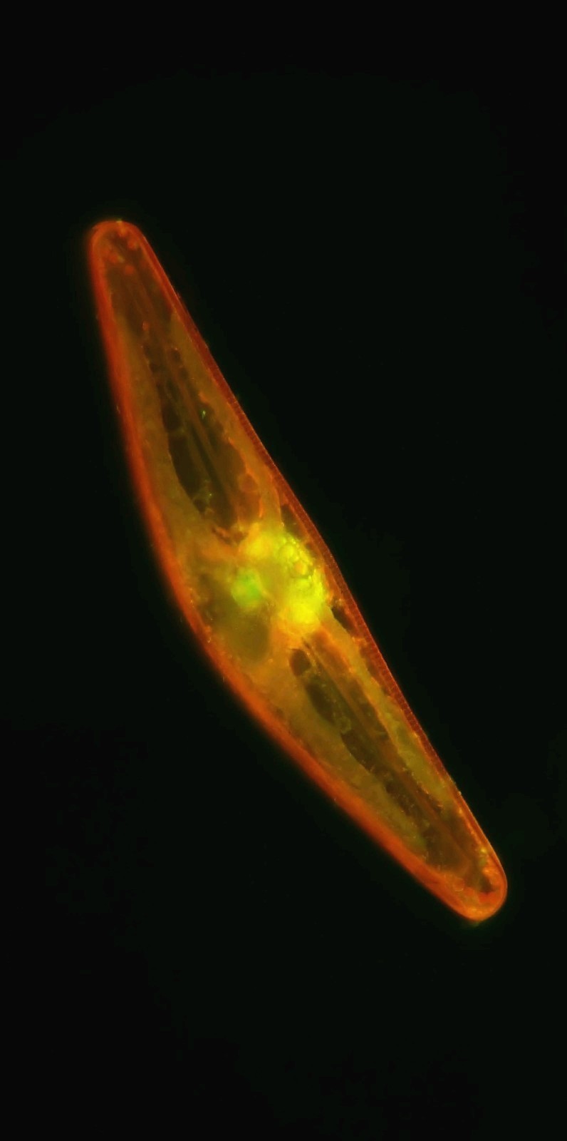 HobbyGlow – Acridine Orange Fluorescence Microscopy Stain
