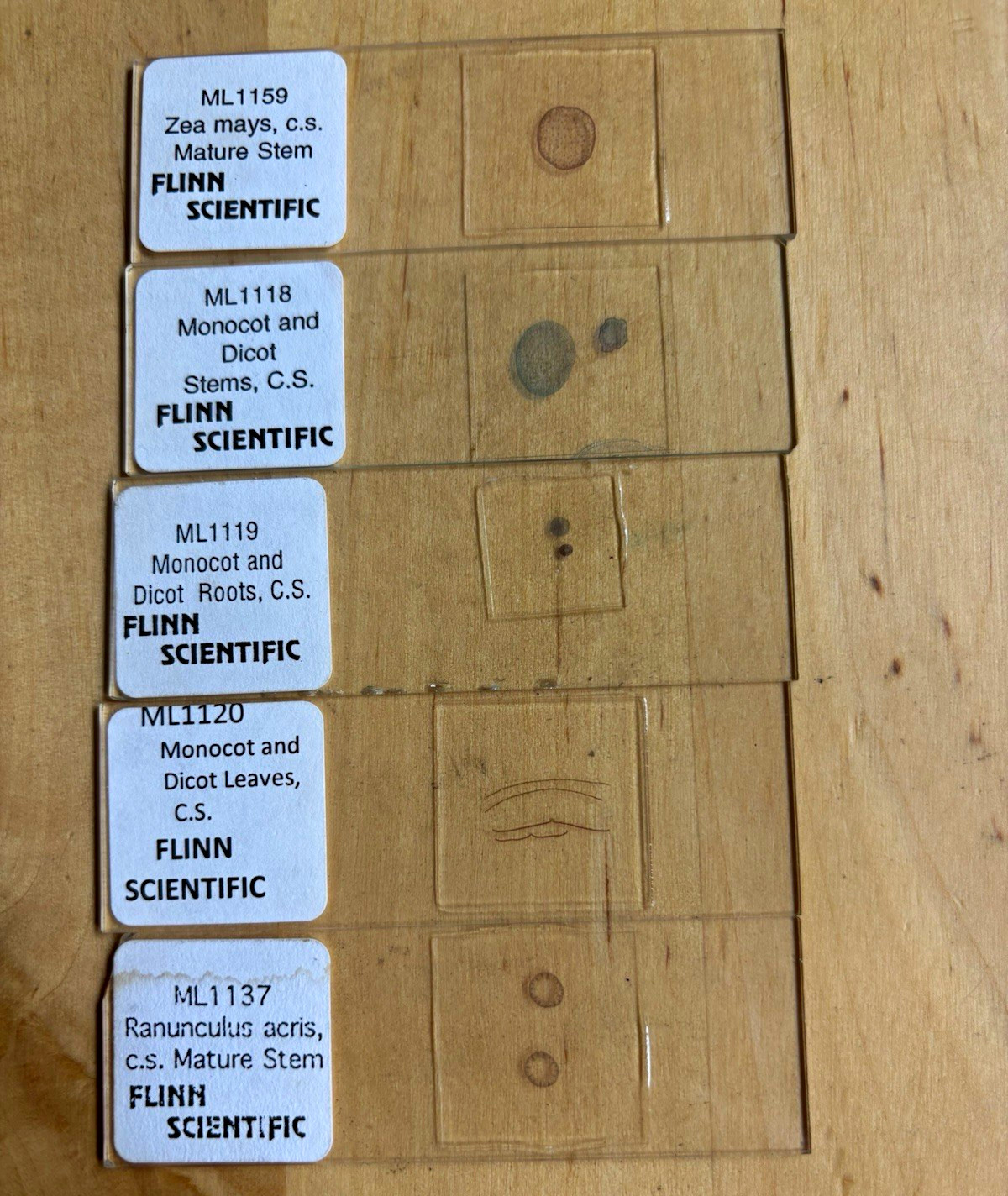 Flinn Scientific Prepared Plant Microscope Slide Set Lot of 5, Monocot and Dicot