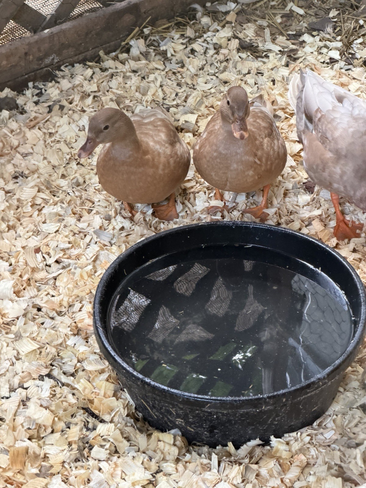 6 BUFF Call Duck Eggs- Shipped Fresh & Quickly With Care
