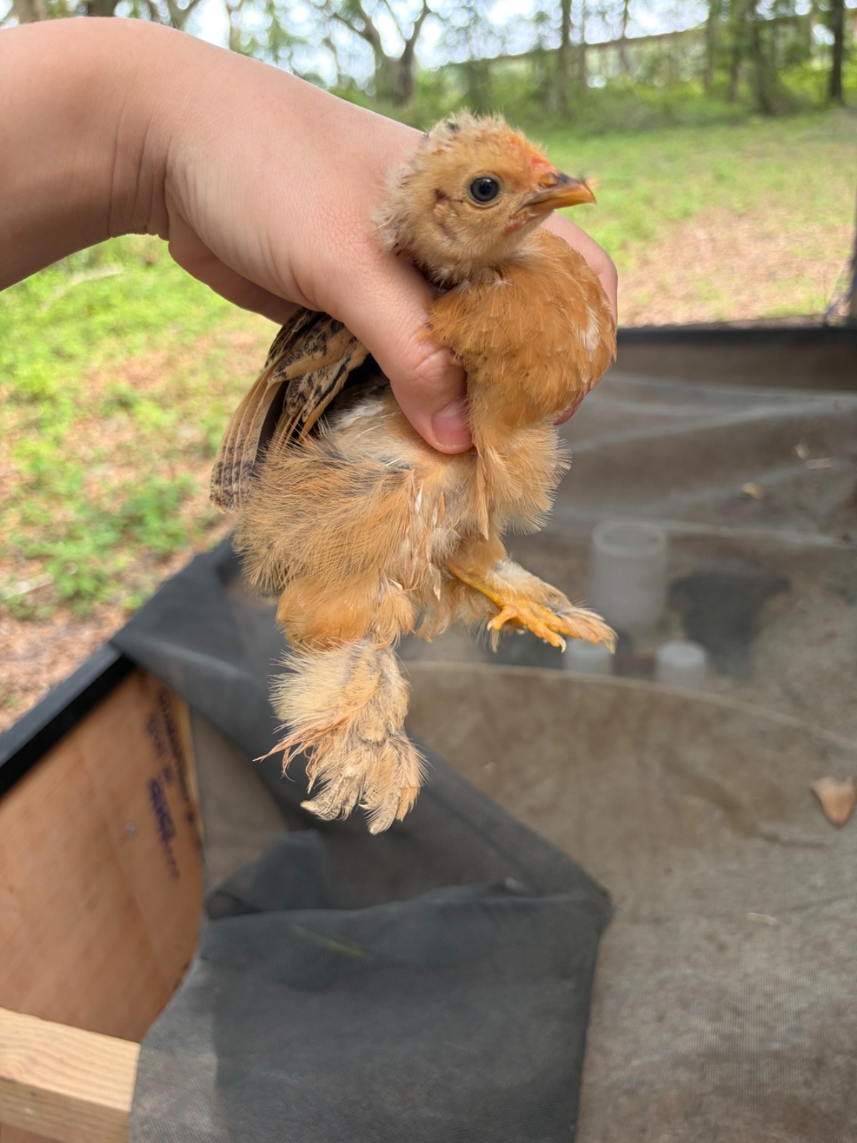 6+ Calico Cochin Bantam Hatching Eggs! 🐥