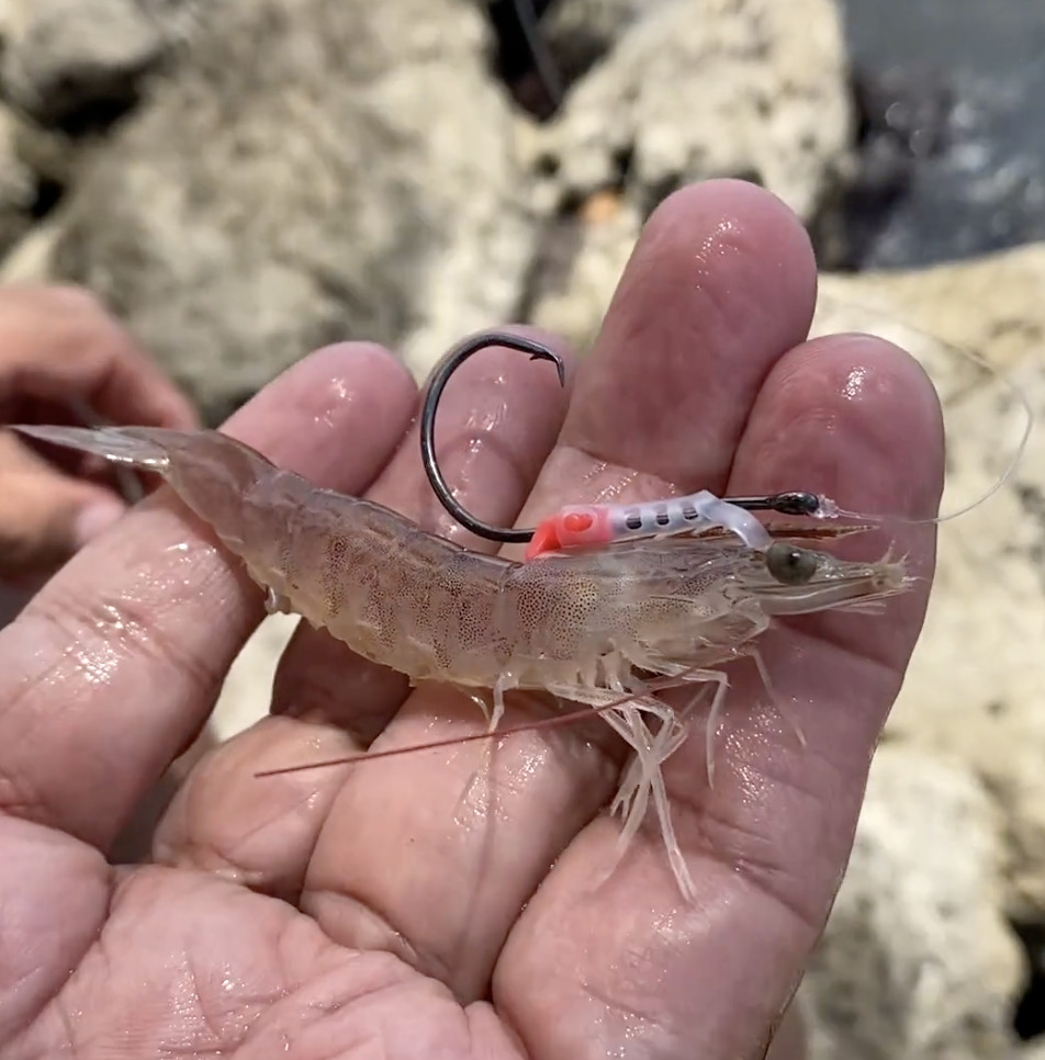 Shrimp Walker BIG (3/0 hook) - Live Shrimp Holder Hook