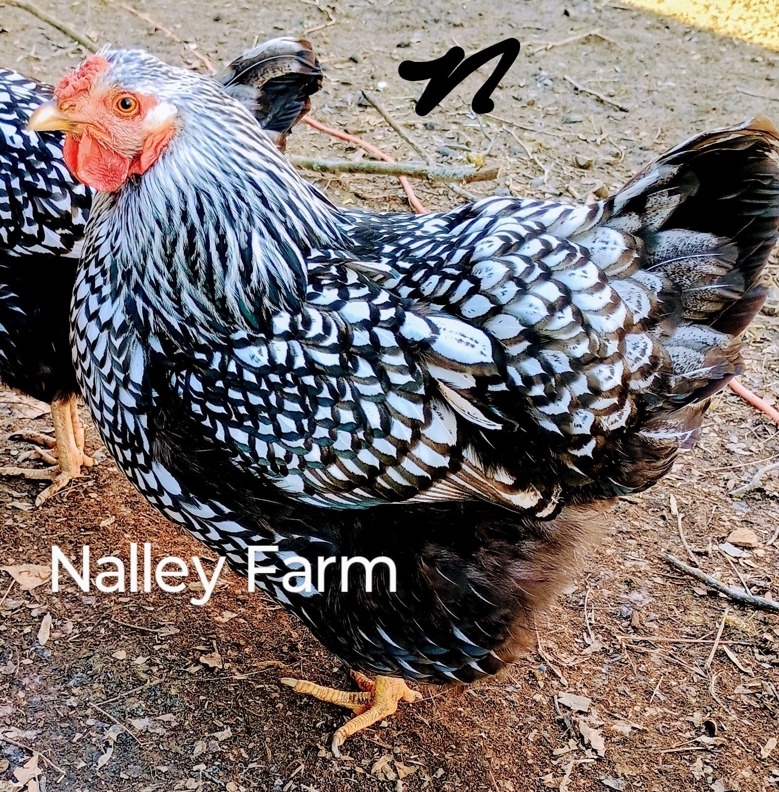 Silver Laced Wyandotte (12) 🐣 fertilized hatching eggs.Please read description.