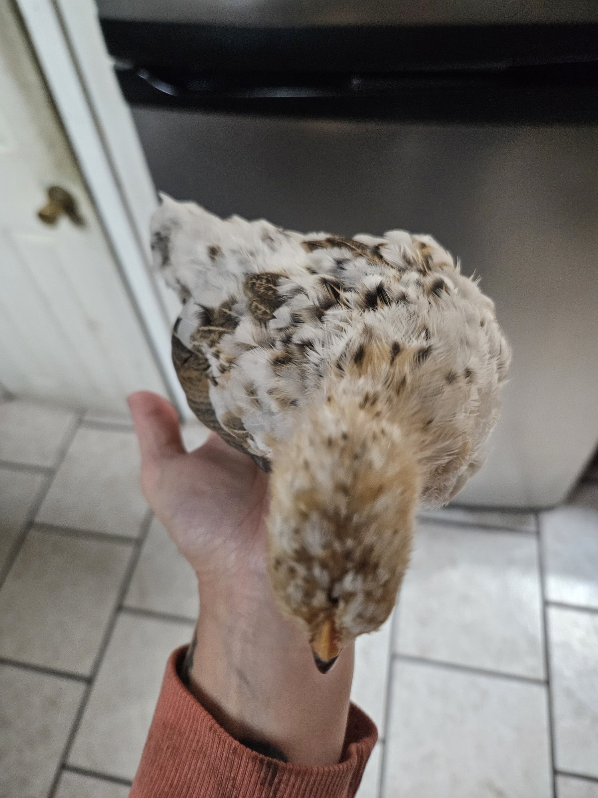 6+Mottled Serama Hatching Eggs